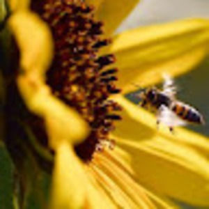 Meet your Posher, Duraine